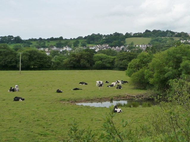 Cattle at a pond, Higher Cownhayne Farm