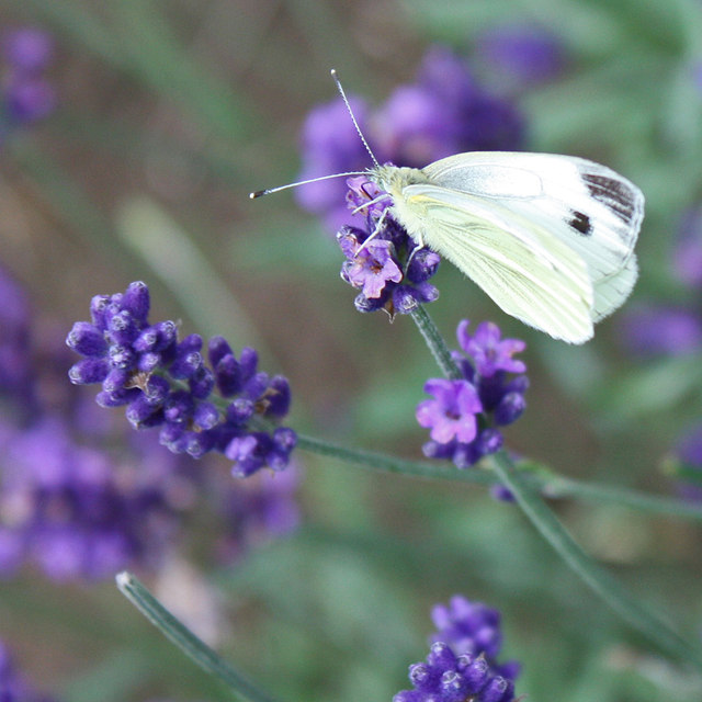 Small white on lavender