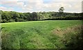 Field near Handsford Farm