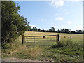 Field by Coopers Hill, Kimpton