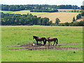 Horses at Mount Ulston