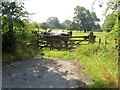 Cows and Gate