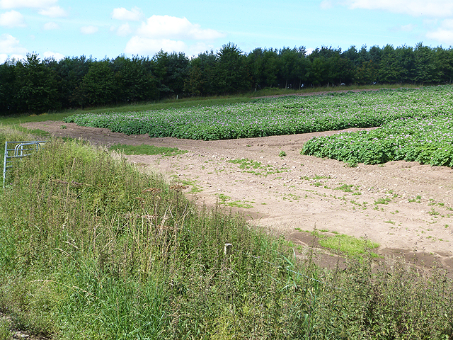 Field of potatoes opposite Dub plantation