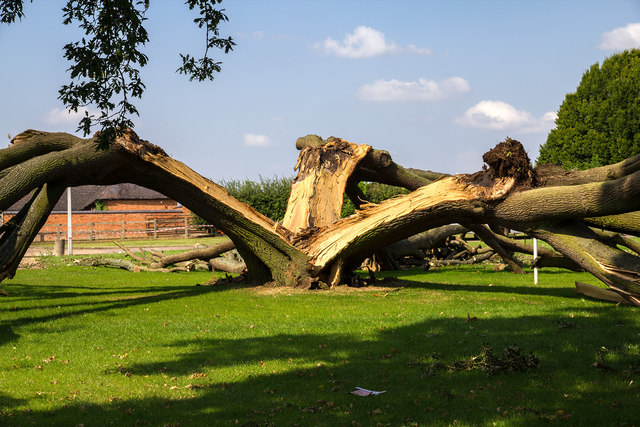 Oak tree struck by lightning © David P Howard :: Geograph Britain and  Ireland