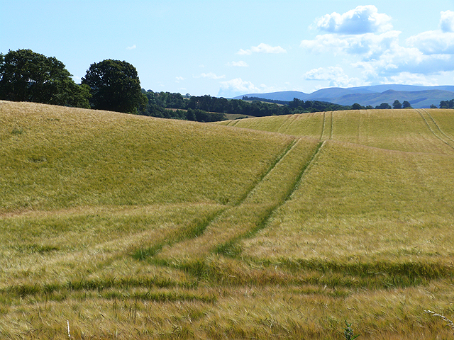 Field of barley at Ormiston