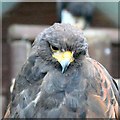 Harris hawk (Parabuteo unicinctus)