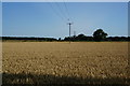 Fields at Foglass Thorns near South Farm