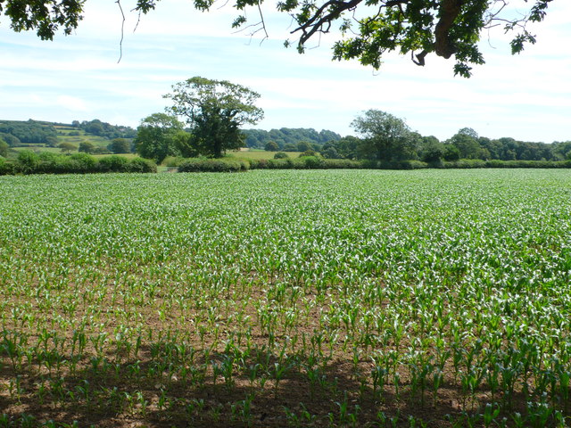 Maize Field near Monkwood