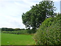 Hedgerow near Blackney