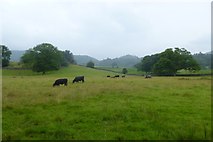 NY3304 : Cows along the Cumbria Way by DS Pugh