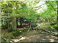 Abandoned track, Creech Wood