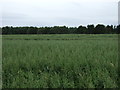 Crop field and woodland east of Kingsteps