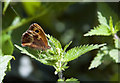 Small Heath Butterfly 