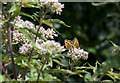 Small Heath Butterflies