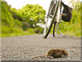 A dead shrew on the Tarka Trail at Bideford