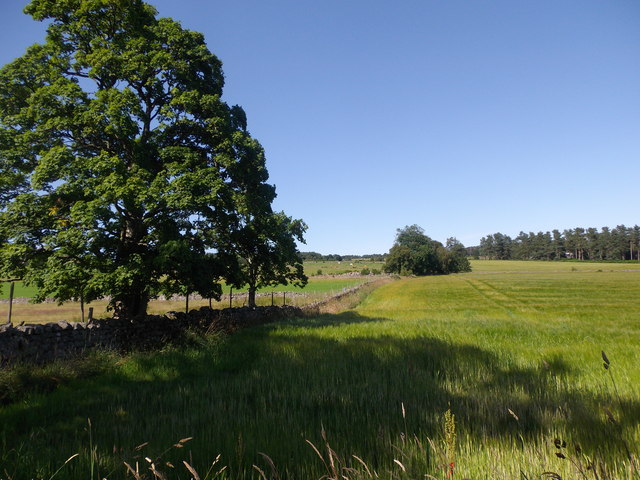 Field boundary north of Deeside Way