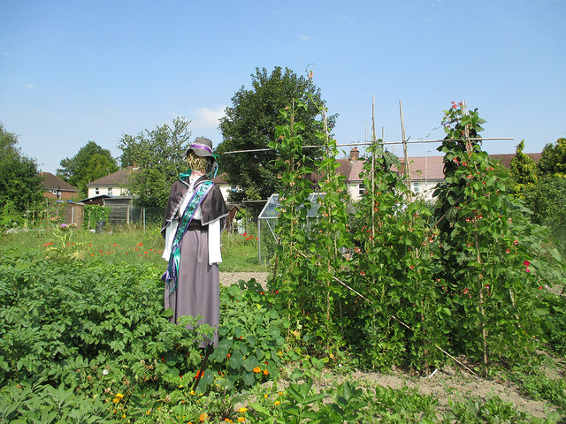 Rock Allotment Society: Christabel the scarecrow