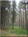 Culloden Forest