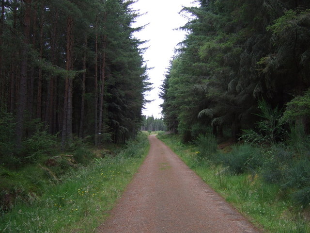 Track into Culloden Forest