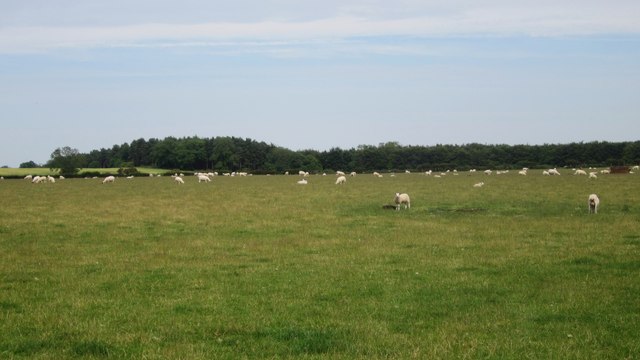 Grass field east of Warenford