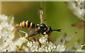 The thick-headed fly Conops quadrimaculata, Longshaw, Billinge