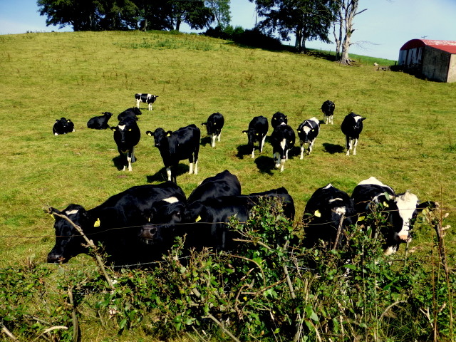Cows, Mullaghmore