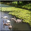 Swans on the New River