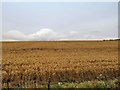 Crop Field next to the Watercress Line near Ropley