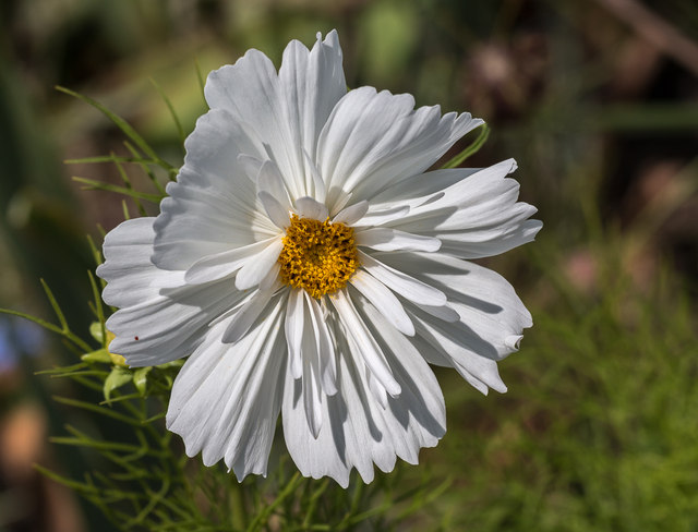 Flower in Walled Garden, Copped Hall,... © Christine Matthews ...