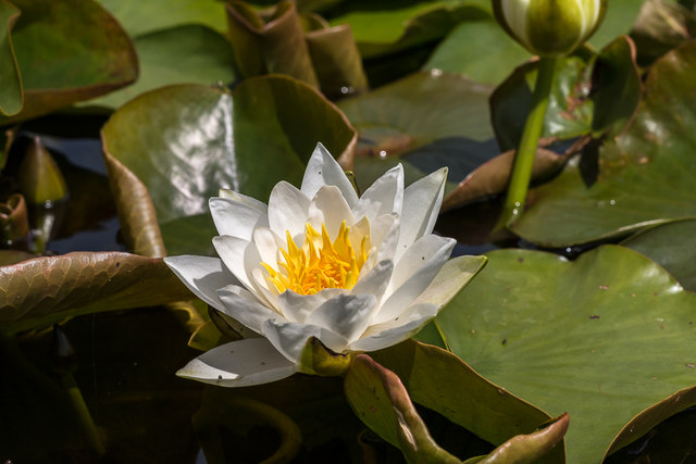 Water Lily on  Lake in Walled Garden, Copped Hall, Essex