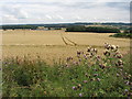 Fields near Bradeley Farm