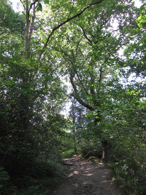 Path through Gullet Wood © Gareth James cc-by-sa/2.0 :: Geograph ...