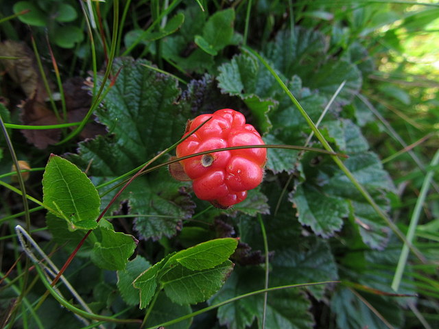 Cloudberry (Rubus chamaemorus) near Bellyside Crag