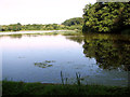 TG1521 : View across Haveringland Lake by Evelyn Simak