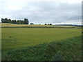 Crop field near the River Deveron