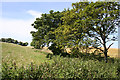 Trees between Fields