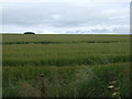 Crop field near Croft of Broomhill