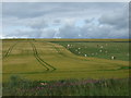 NJ6530 : Crop field and grazing by JThomas