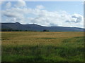 Crop field near Carden Farm