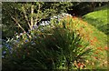 SX9150 : Coleton Fishacre gardens by Derek Harper
