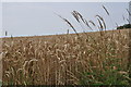 North Devon : Crop Field