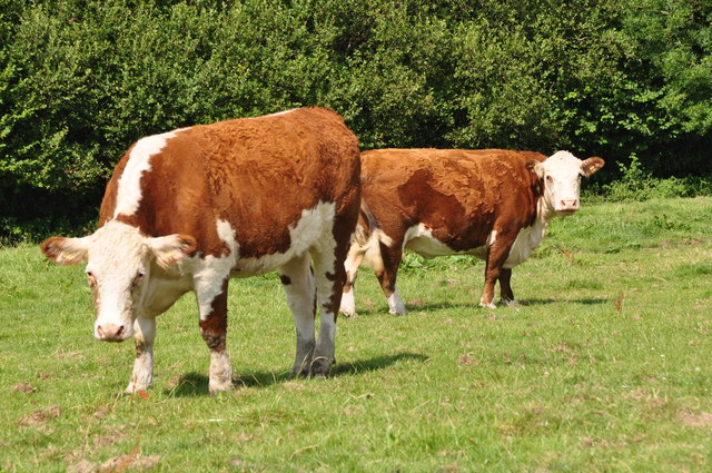 North Devon : Cattle Grazing © Lewis Clarke :: Geograph Britain and Ireland