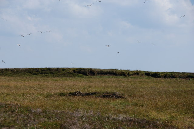 Gulls over moorland