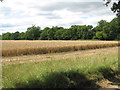 Crop field south of Bunn