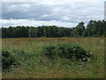 Farmland and woodland