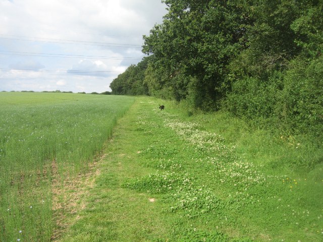 Path by a flax field