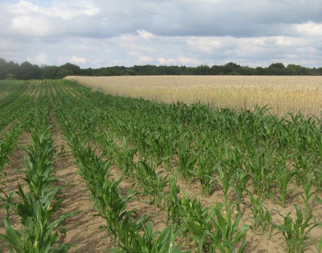 Maize field margin