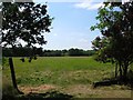 Gothic Green Field