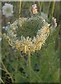 Wild carrot (Daucus carota) at Rodsall Manor (4): seed-head