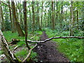 Naturally occurring jump on bridleway